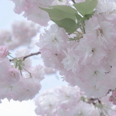 饶河FurryQQ群介绍